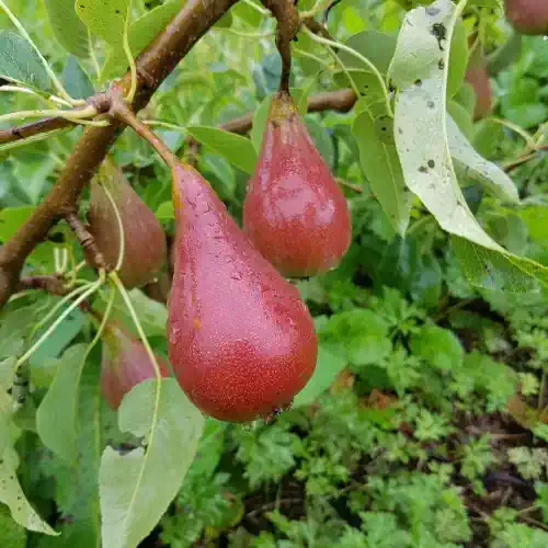 Deacon's Pear